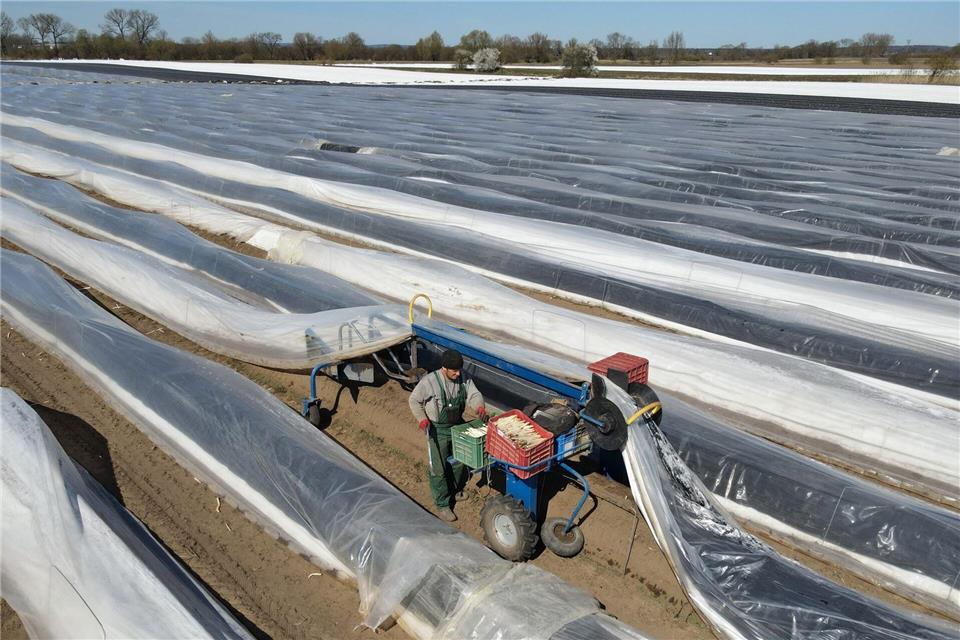 Unter Folie ist der Spargel herangewachsen.Bernd Wüstneck/dpa