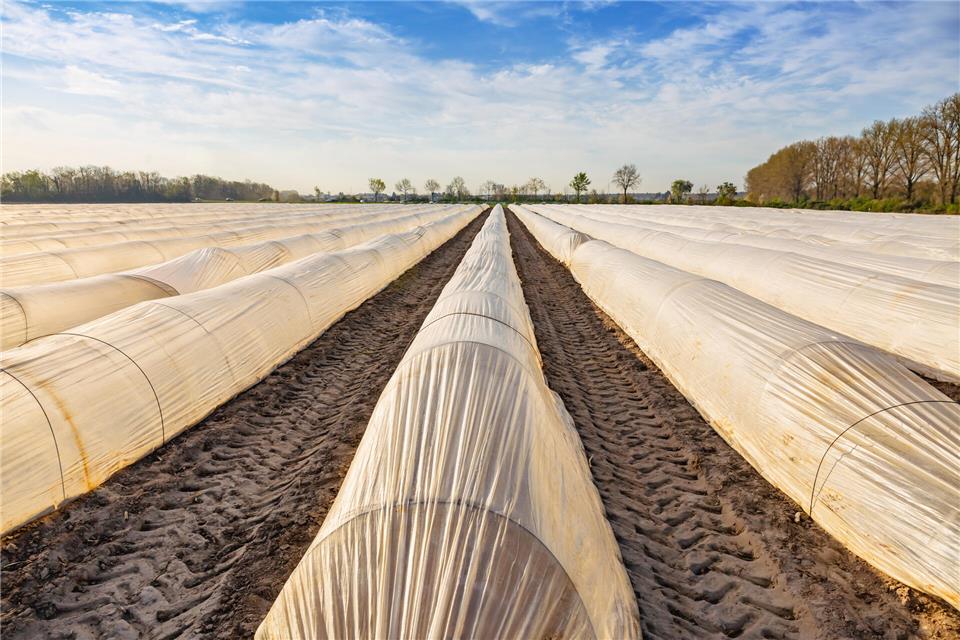 Unter Folie und Minitunnel konnte der Spargel schon früh gestochen werden.