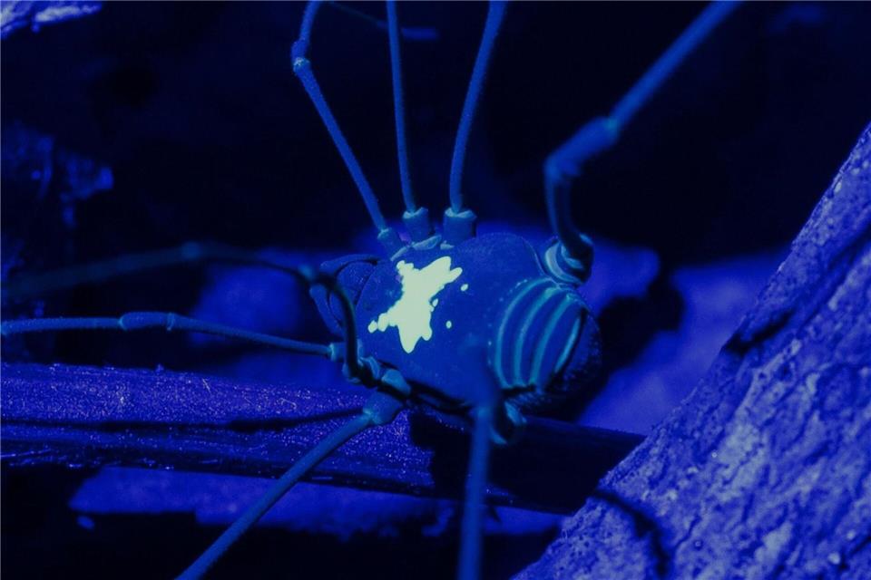 Unter UV-Licht kommt das Rückenmuster des Weberknechts besonders zur Geltung.Konrad Wothe/SNSB/dpa