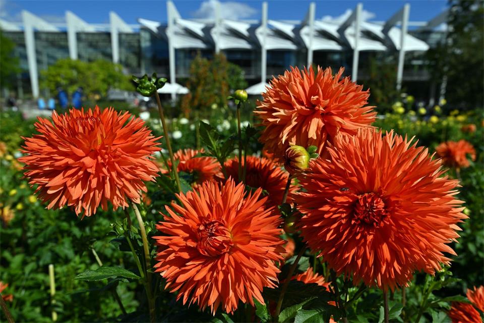 Unter anderem Im Egapark zeigen die Dahlien aus Bad Köstritz ihre Blütenpracht. Martin Schutt/dpa