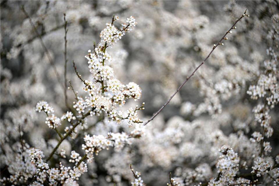 Unter anderem Schlehen sind von den Gespinsten betroffen. (Symbolbild)Sina Schuldt/dpa