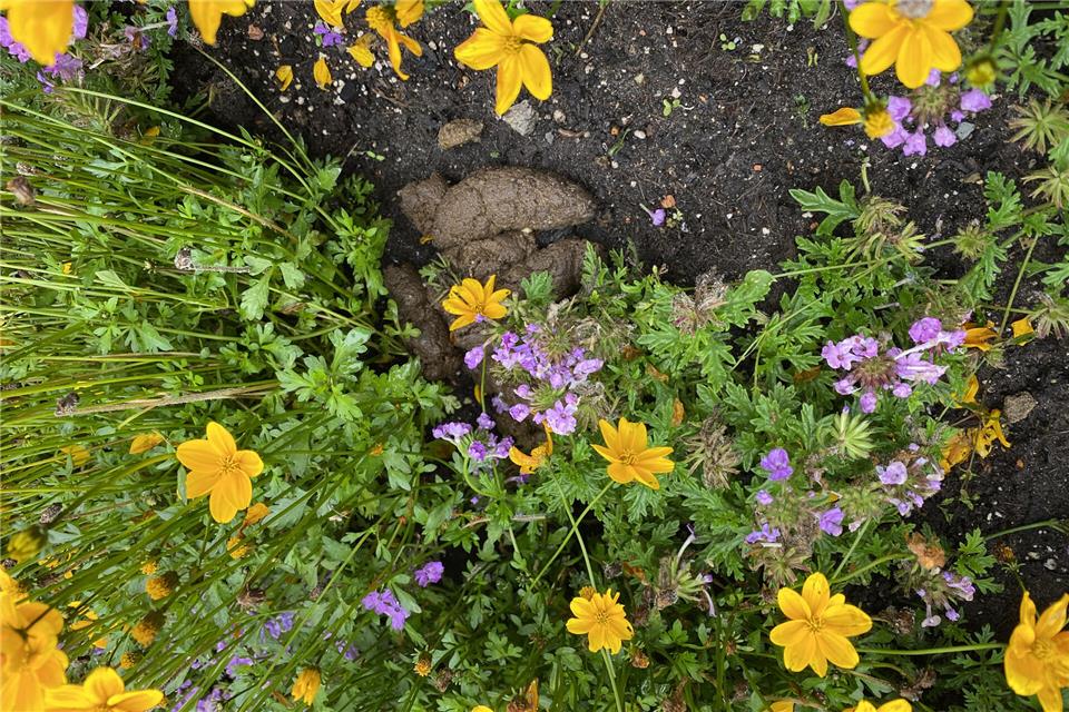 Unter anderem auf Spielplätzen, Bürgersteigen, öffentlichen Wegen und in Grünanlagen ist Hundekot tabu.