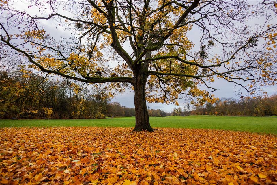 Unter dem Strich war der Herbst 2025 in NRW laut DWD recht mild. (Archivbild)Rolf Vennenbernd/dpa