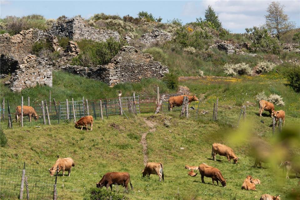 Unter den Ruinen weiden die Rinder: Manjarín liegt am Jakobsweg, ist aber verfallen.Andreas Drouve/dpa-tmn