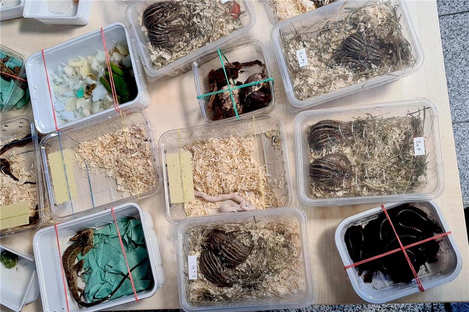 Unter den fast 50 Tieren befanden sich 16 Schlangen. -/Hauptzollamt Singen/dpa