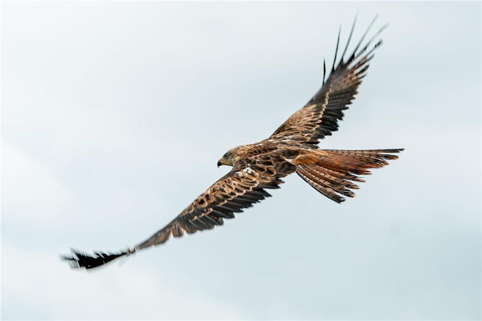 Unter den im Landkreis Dingolfing-Landau verendet gefundenen Vögeln waren auch vier Rotmilane. (Archivbild)Axel Heimken/dpa