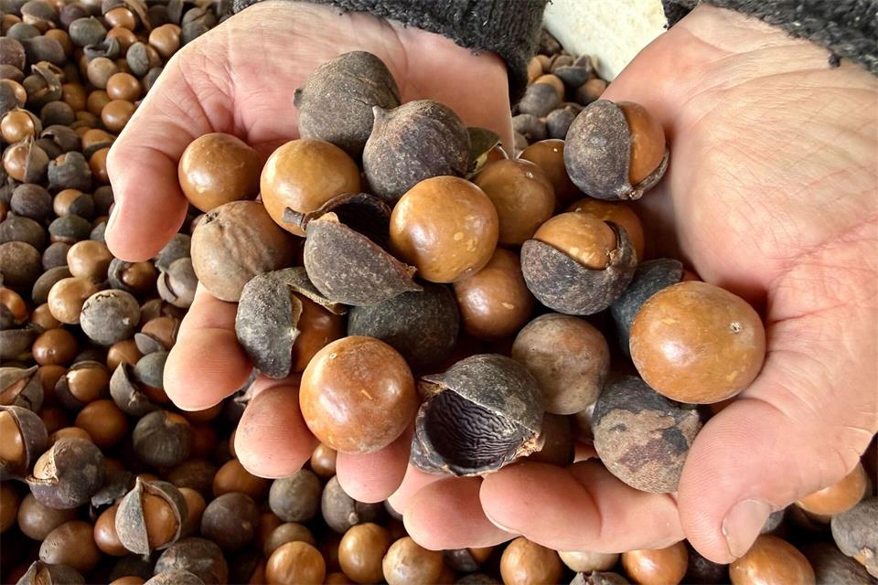 Unter der harten Schale verbirgt sich ein fast cremiger Kern.Carola Frentzen/dpa
