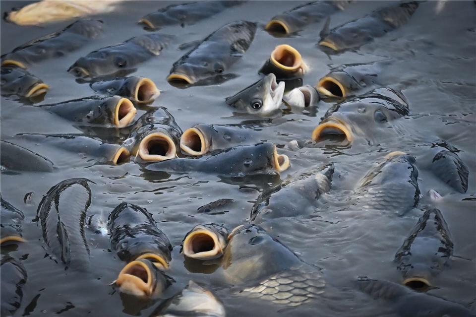 Unter hohen Temperaturen und niedrigen Pegeln leiden in Sachsen aktuell vor allem Fische in Fließgewässern. (Symbolbild)Pavlíèek Lubo·/CTK/dpa