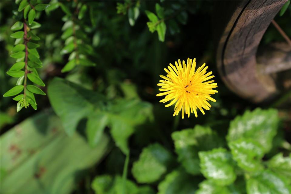 Unterschätzte Wildpflanze: Löwenzahn wird oft als Unkraut verkannt, ist jedoch ein wertvoller Beitrag für die Natur und ein Hingucker im Garten.Mascha Brichta/dpa-tmn