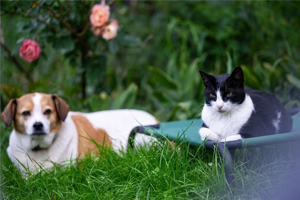 Unterschiedliche Charaktere erschweren das Zusammenleben von Hund und Katze: Nicht jede Konstellation ist geeignet.Monika Skolimowska/dpa