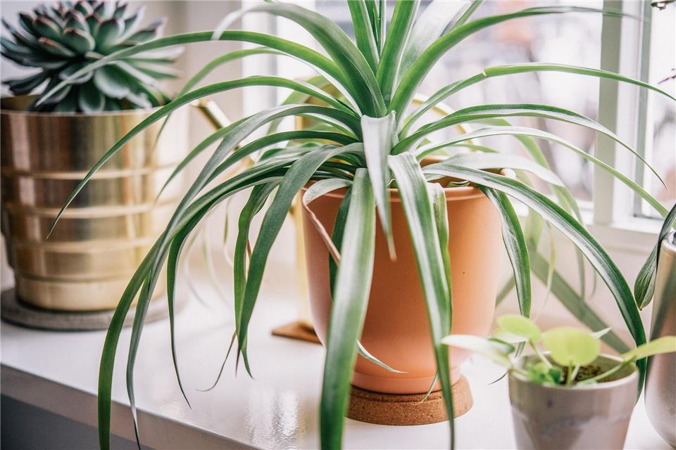 Untersetzer, etwa aus Kork, schützen die Wurzeln im Topf vor arg kalten Fensterbrettern.Zacharie Scheurer/dpa-tmn