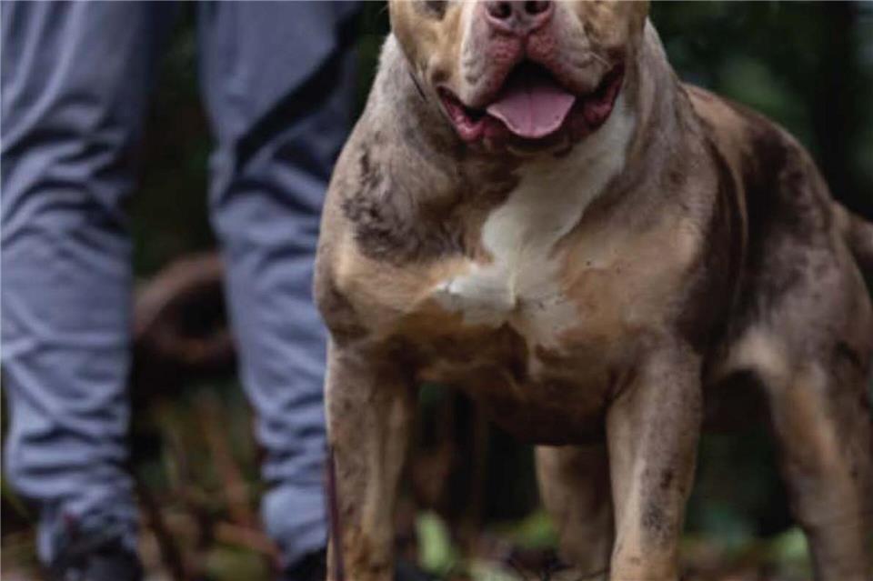 Untersuchungen hätten ergeben, dass der XL-Bully Toretto bereits angefangen hatte, den Mann bei lebendigem Leib zu fressen, berichtet die Nachrichtenagentur PA.Cheshire Police/PA Wire/dpa