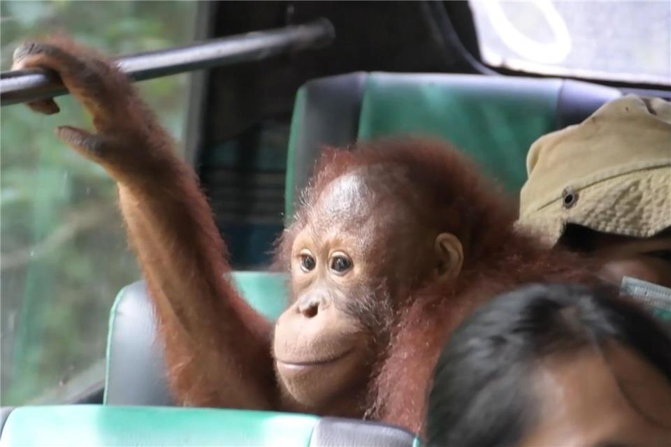 Unterwegs zum neuen Zuhause: Das Busfahren war für die Orang-Utans eine Neuheit.-/Bos Foundation/dpa