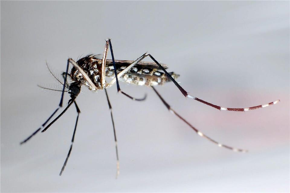 Unweit der deutschen Grenze im Elsass ist eine lokale Infektion mit dem Chikungunya-Virus entdeckt worden (Archivbild).picture alliance/dpa/epa efe