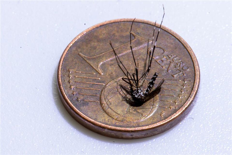 Unweit der deutschen Grenze im Elsass ist eine lokale Infektion mit dem Chikungunya-Virus entdeckt worden (Archivbild).Helmut Fricke/epa Scanpix Sweden/dpa