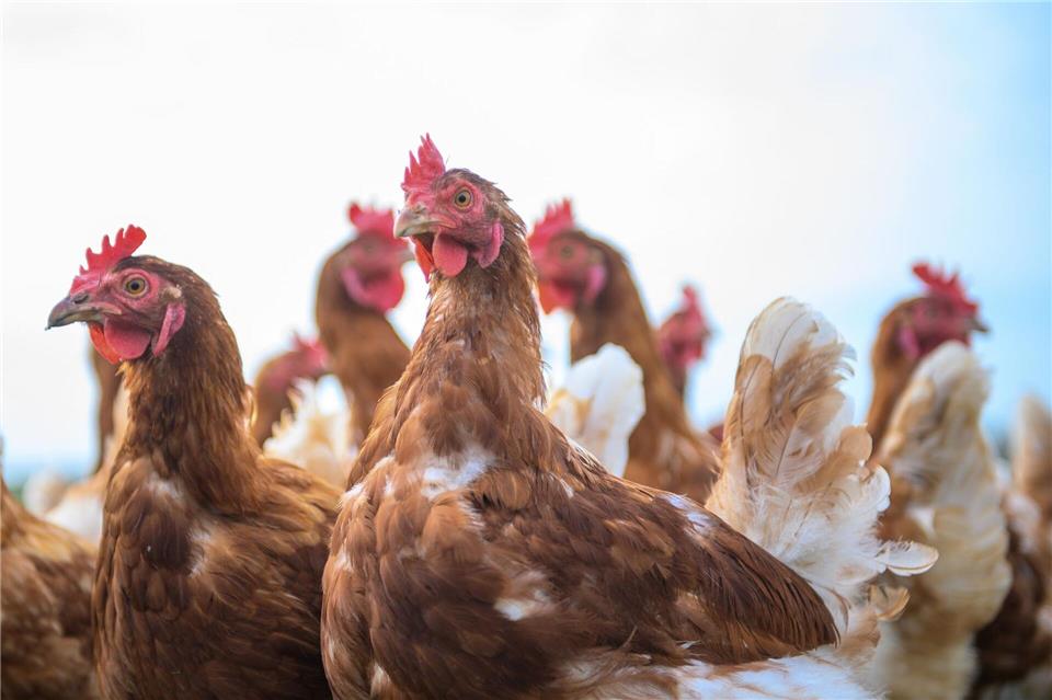 Vogelgrippe: In diesen Landkreisen gilt die Stallpflicht  Unzählige Hennen und anderes Geflügel sollen in Ställen vor der Vogelgrippe geschützt werden. (Archivbild)Klaus-Dietmar Gabbert/dpa