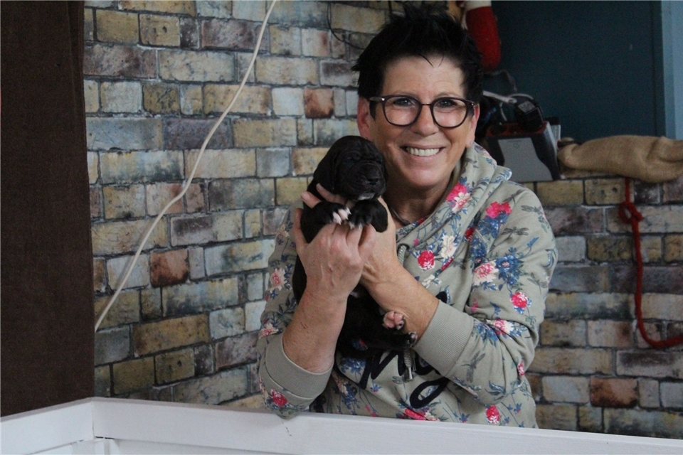 Ute Kramer zeigt einen der Welpen. Elf kleine Doggen gehören zu dem aktuellen Wurf, der ihre Mutter Minni und die Züchterin auf Trab hält.