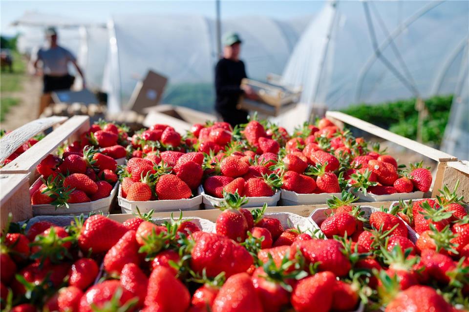 Verbraucher können aktuell besonders günstig Erdbeeren kaufen. (Archivbild)Uwe Anspach/dpa
