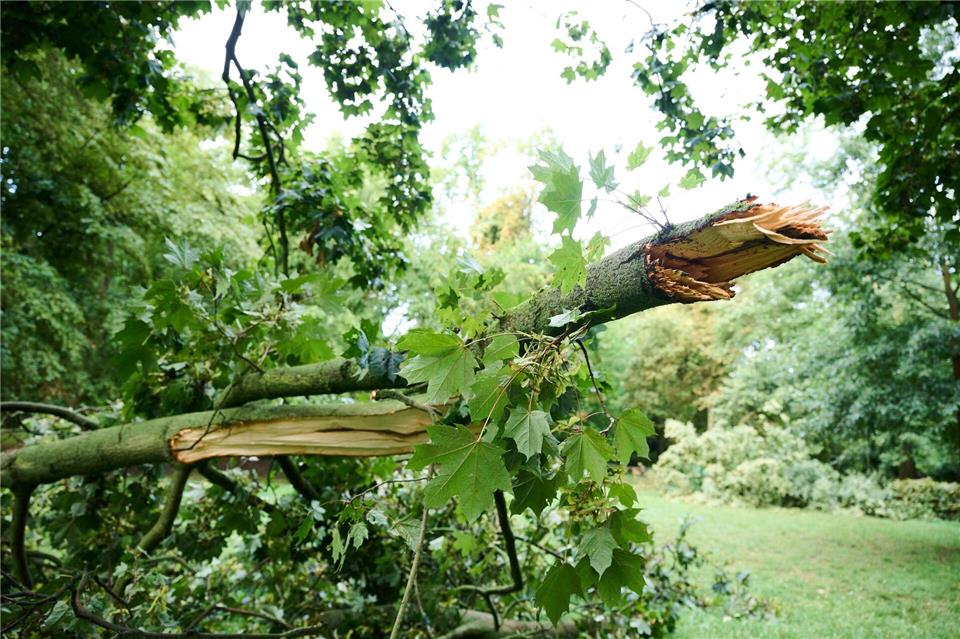 Vergangenen Sommer haben in Berlin Stürme schwere Schäden verursacht. (Archivbild)Annette Riedl/dpa