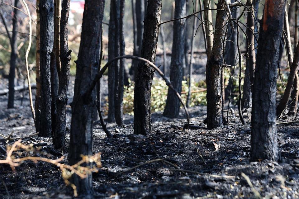 Verkohlte Bäume stehen nach einem Waldbrand in einem Waldstück bei Wienrode. Dort brannte es am 27. Juni 2026. (Archivbild)Matthias Bein/dpa