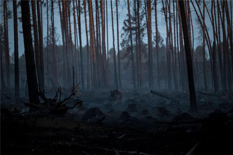 Verkohlte Bäume stehen nach einem Waldbrand in einem Waldstück der Saalfelder Höhe auf dem verbrannten Waldboden.Daniel Vogl/dpa