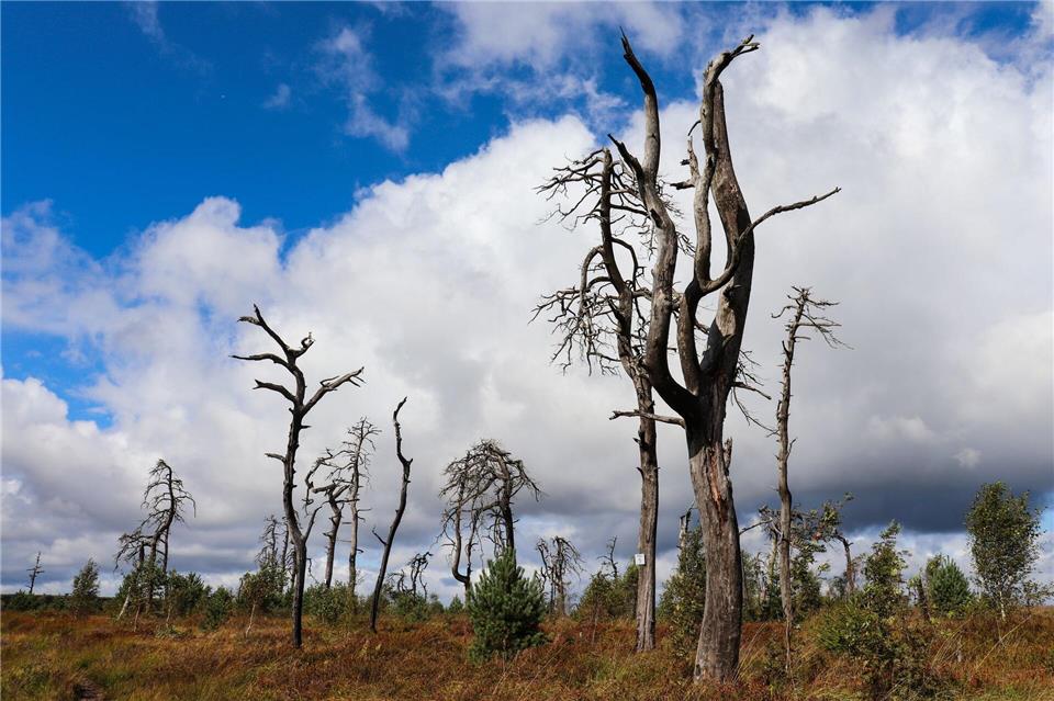 Verkohlte Baumskelette - der „Noir Flohay“.Deike Uhtenwoldt/dpa-tmn