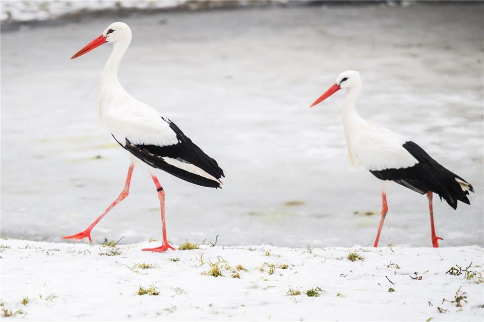 Verletzte Störche werden im Nabu Artenschutzzentrum versorgt. Julian Stratenschulte/dpa