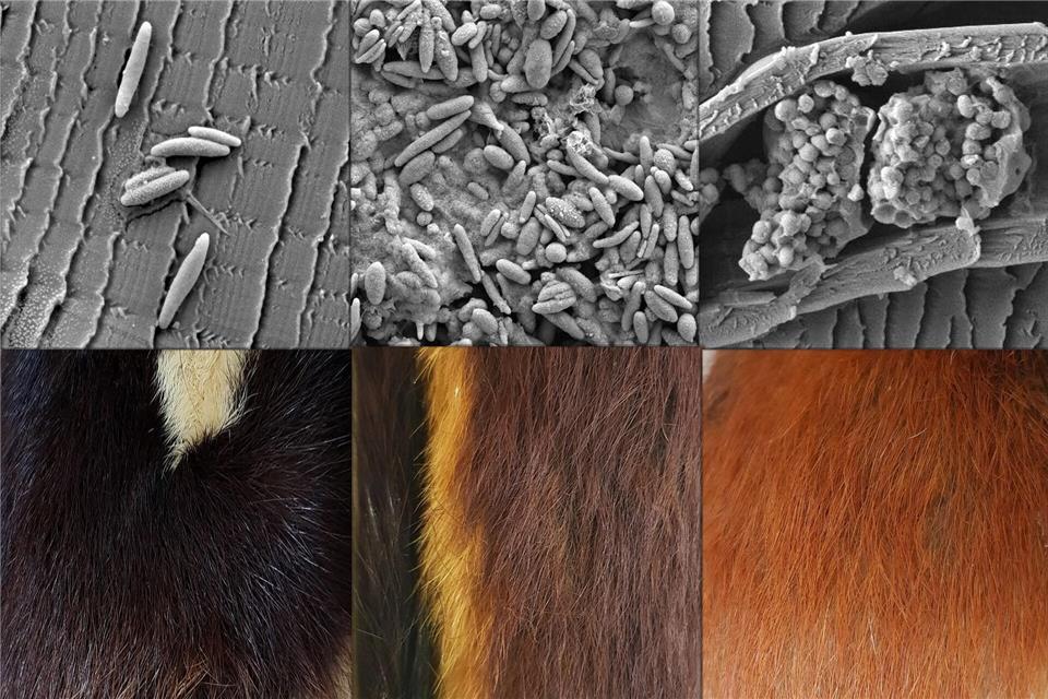 Verschieden geformte Pigmentkörperchen (oben) stehen im Zusammenhang verschiedenen Fellfarben (unten). Liliana D’Alba/-/dpa