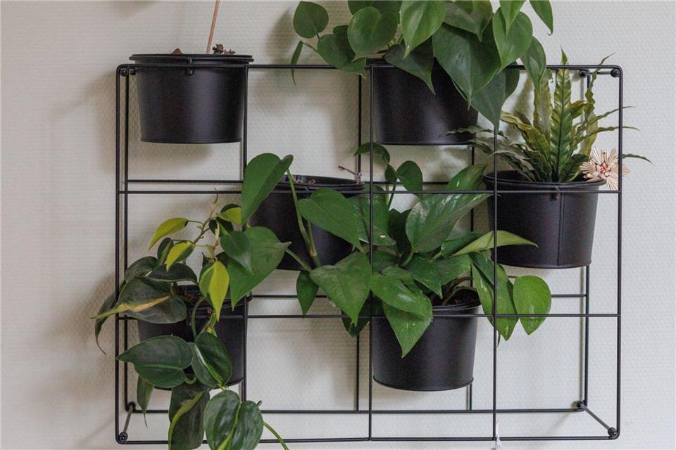 Verschiedene Höhen: Auch Hängepflanzen in einem Regal können ein echter Hingucker sein.picture alliance/dpa