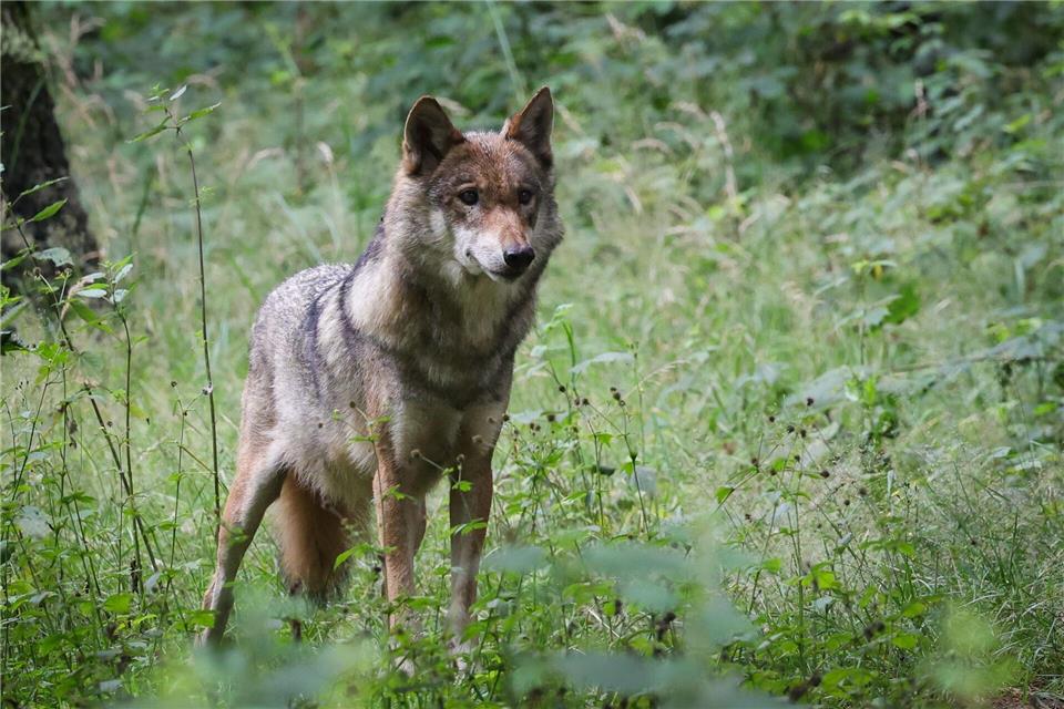 Versuche, den im Nordschwarzwald heimischen Rüden mit der Bezeichnung GW2672m Tier zu fangen und mit einem Sender auszustatten, sind erfolglos geblieben. (Archivbild)Christian Charisius/dpa