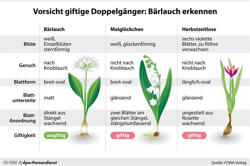 Verwechslungsgefahr mit Giftpflanzen: Bärlauchblätter ähneln stark denen von Maiglöckchen und Herbstzeitlosen – beide sind hochgiftig und können bei Verzehr schwere Vergiftungen verursachen.dpa-infografik/dpa-tmn