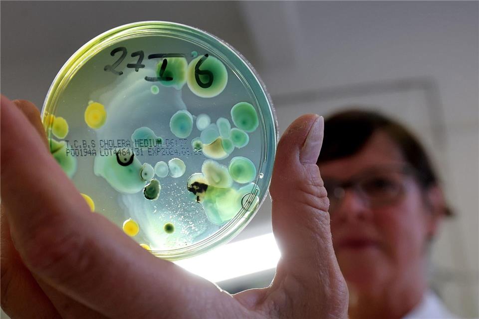 Vibrionen sind Bakterien, die weltweit in Meeren, Flussmündungen, Brackwasser, aber auch in Binnenseen vorkommen.picture alliance/dpa