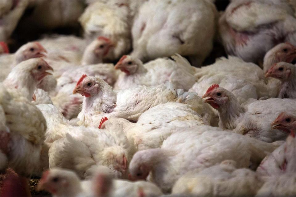 Videoaufnahmen einer Tierrechtsorganisation hatten den Fall im April 2025 ins Rollen gebracht. (Symbolbild)Jens Büttner/dpa-Zentralbild/dpa