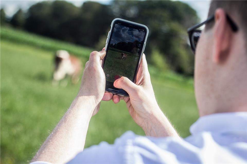 Videos von Kühen: Besser aus der Distanz machen als die Tiere verschrecken. Schmidt