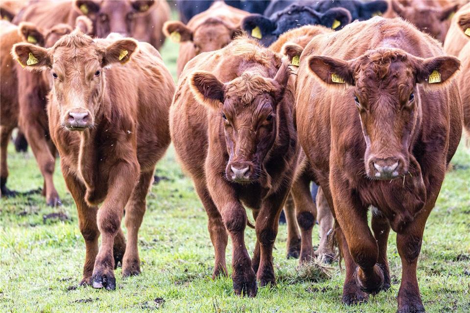 Viehdiebe schocken Landwirte in Südbrandenburg. (Symbolbild)Frank Hammerschmidt/dpa