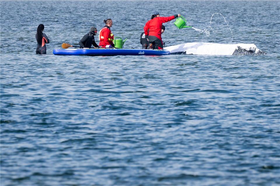 Viel Aufsehen um den Wal gibt es nur hierzulande.Philip Dulian/dpa