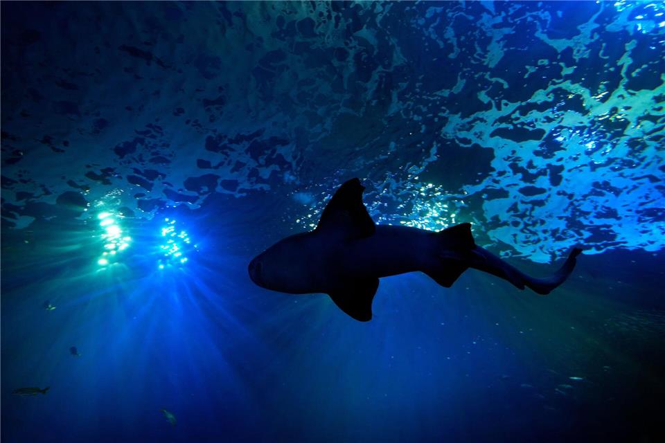 Viel Platz für große Fische: Ein Hai schwimmt in einem 400.000-Liter-Becken im Mote Science Education Aquarium im kalifornischen Sarasota.Chris O’Meara/AP/dpa