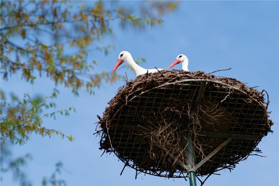 Viel Sonne und blauer Himmel sind auch für heute vorhergesagt. (Archivbild)Uwe Anspach/dpa