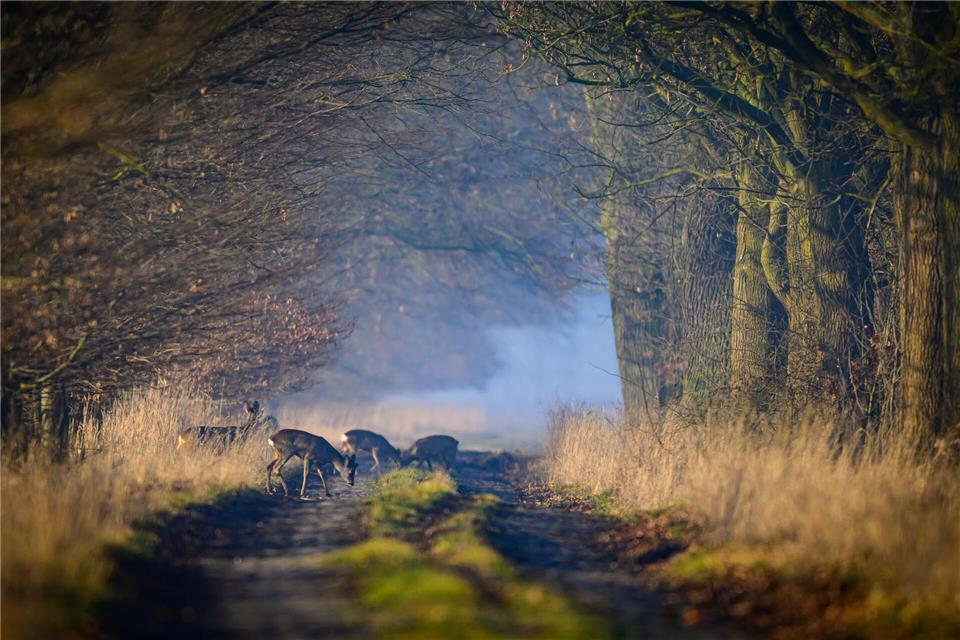 Viel Sonne und milde Temperaturen laden am Wochenende in Berlin und Brandenburg ins Freie ein – nachts kann es dennoch noch einmal frostig werden. (Archivbild)Patrick Pleul/dpa