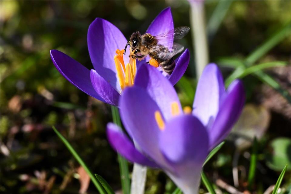 Viel Sonne und milde Werte am Tag werden in Hessen erwartet. Nachts wird es deutlich kühler mit teils frostigen Temperaturen. (Symbolbild)Florian Wiegand/dpa