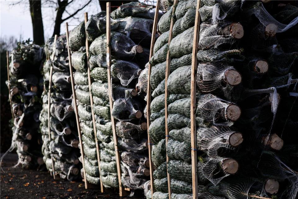 Viele Bäume sind bereits transportbereit verpackt. Christian Charisius/dpa