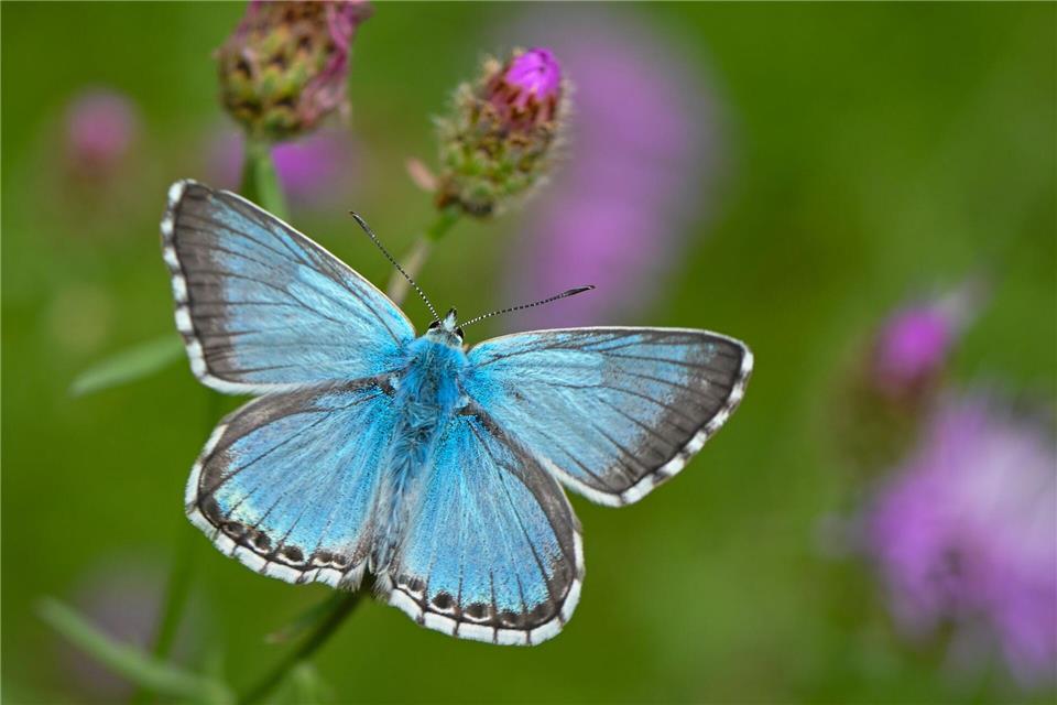 Viele Bläulings‑Arten haben sehr spezielle Pflanzenvorlieben. (Archivbild)picture alliance/dpa