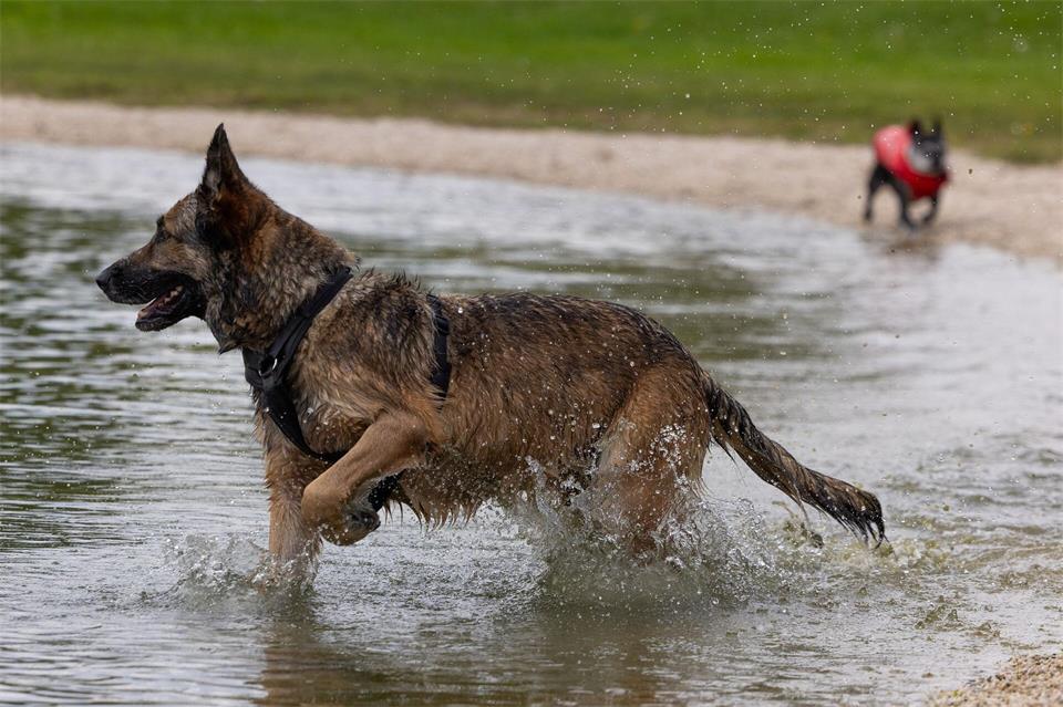 Viele Hunderassen und eine Leidenschaft: Der erste Hundebadetag in Dresden fand Anklang bei Zwei- und Vierbeinern. Jürgen Lösel/dpa