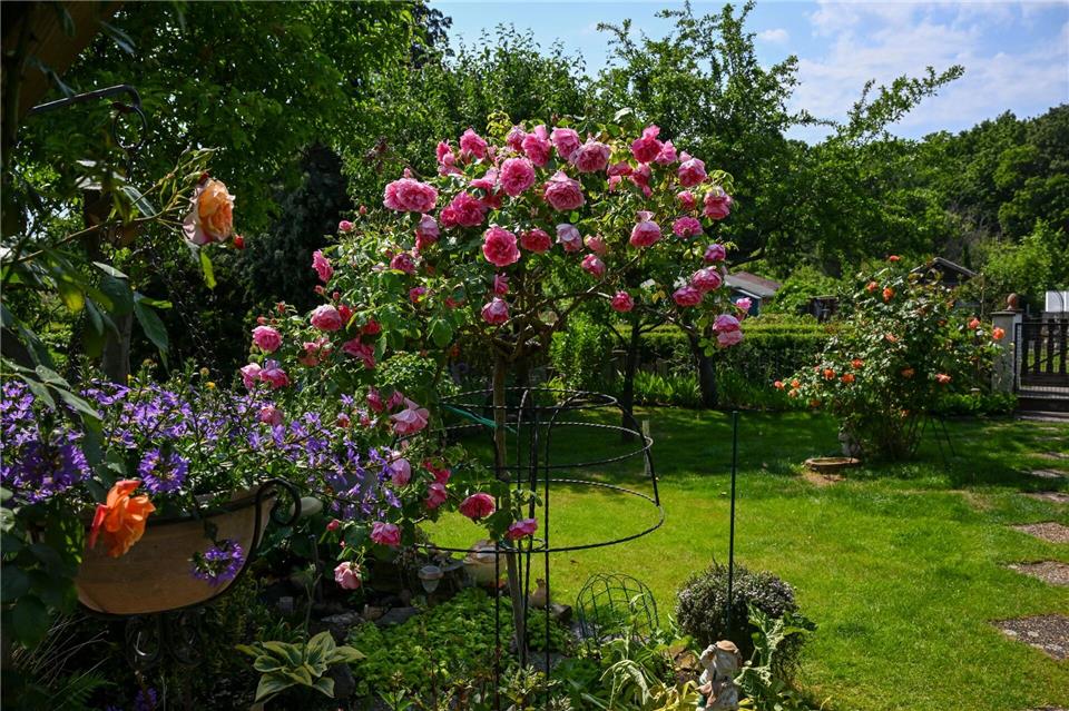 Viele Kleingärten in Berlin sind die reinsten grünen Paradiese. (Archivbild)Jens Kalaene/dpa