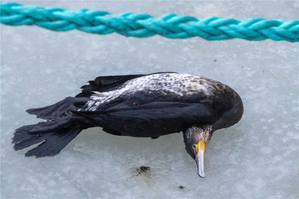 Viele Kormorane sind in diesem Winter verendet. (Archivbild)Stefan Sauer/dpa