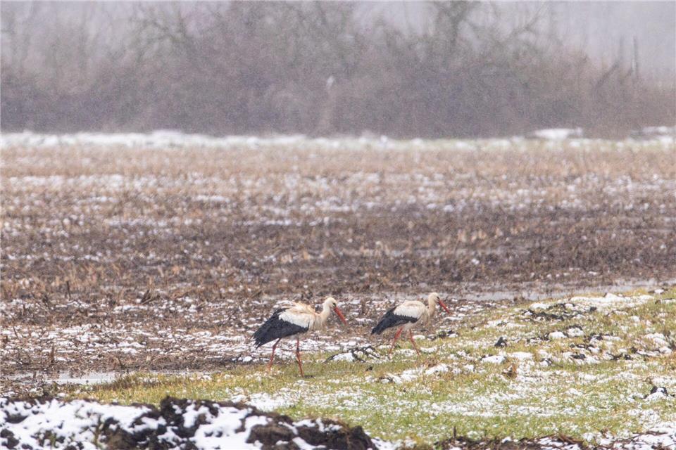 Viele Kraniche rasten in Niedersachsen, einige brüten auch dort. Markus Hibbeler/dpa