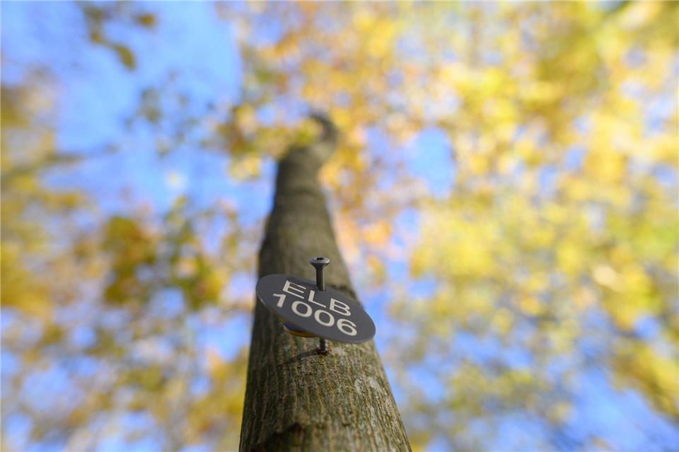 Viele Menschen reservieren zu Lebzeiten einen Platz im Bestattungswald. (Archivfoto)Klaus-Dietmar Gabbert/dpa-Zentralbild/ZB