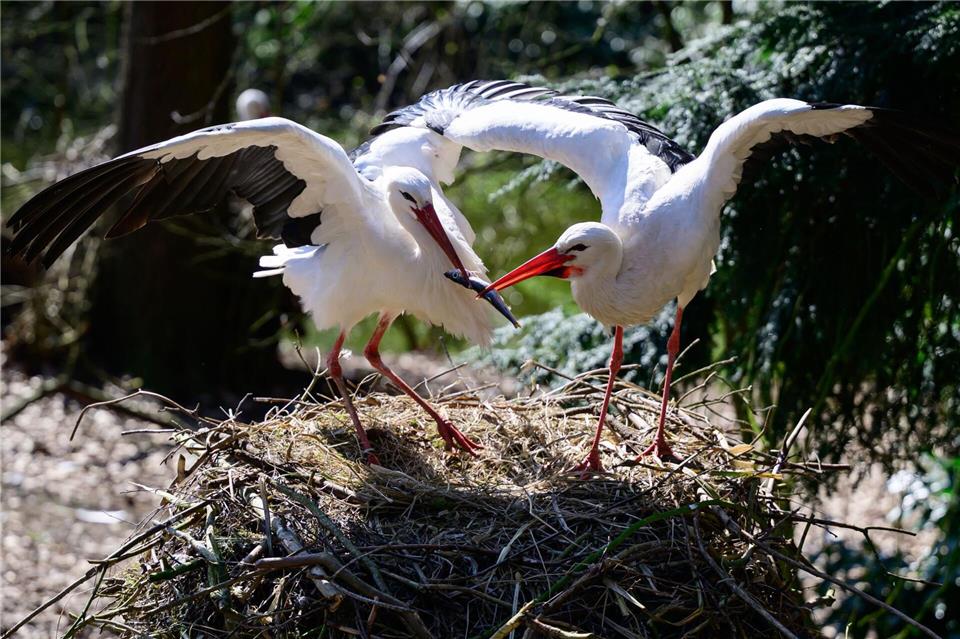 Viele Störche sind im Weltvogelpark zu Hause. Philipp Schulze/dpa