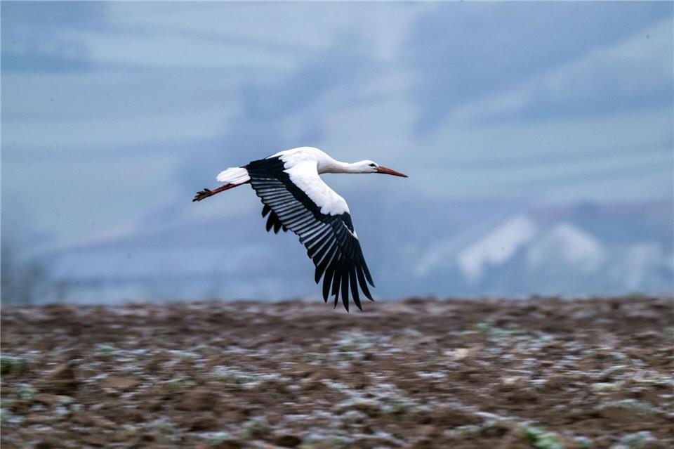Viele Störche ziehen im Winter nur noch bis Spanien oder Südfrankreich und sind bei günstiger Wetterlage schnell zurück in den Brutgebieten. Pia Bayer/dpa