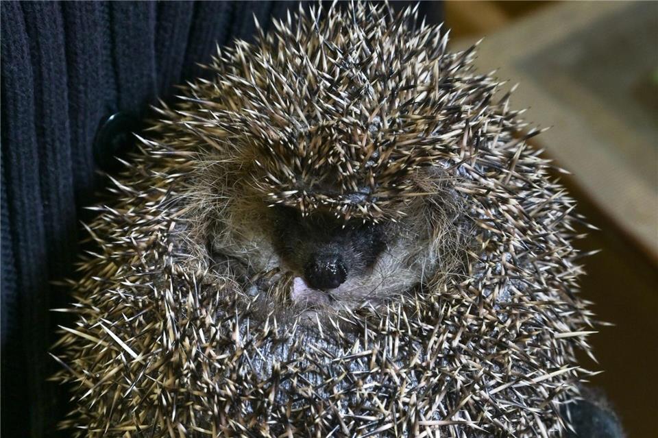 Viele Tiere kommen zu schwach aus dem Herbst in ihre Obhut.Heiko Rebsch/dpa